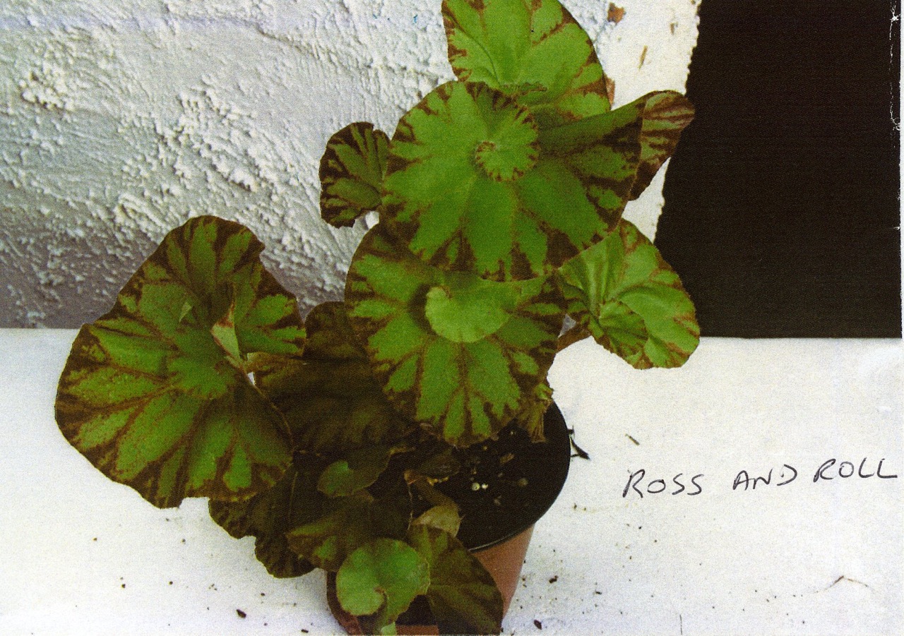 B. ‘Ross And Roll’
